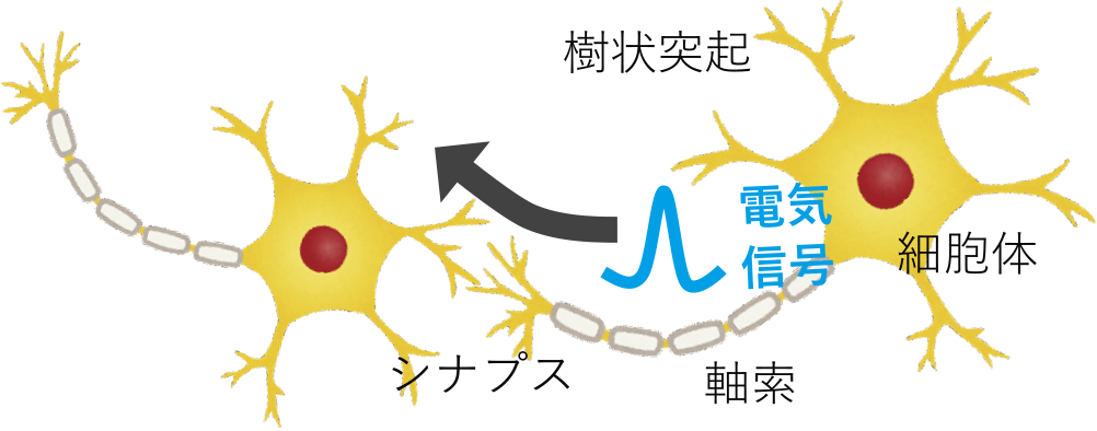 図1　神経細胞の電気活動