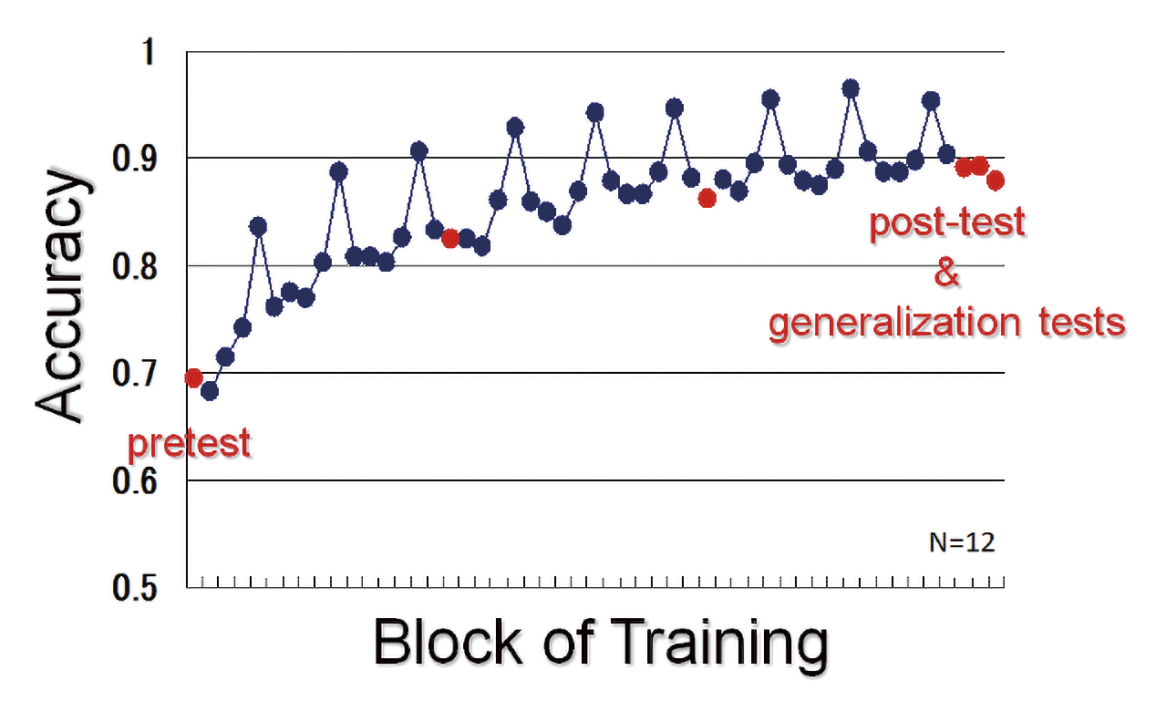 図1 日本人成人を対象とした/r//l/ 知覚訓練の結果．横軸は時系列順にテスト（赤）と訓練ブロック（青）とし，正答率（縦軸）の変化を示した．（文献（9）から改変）